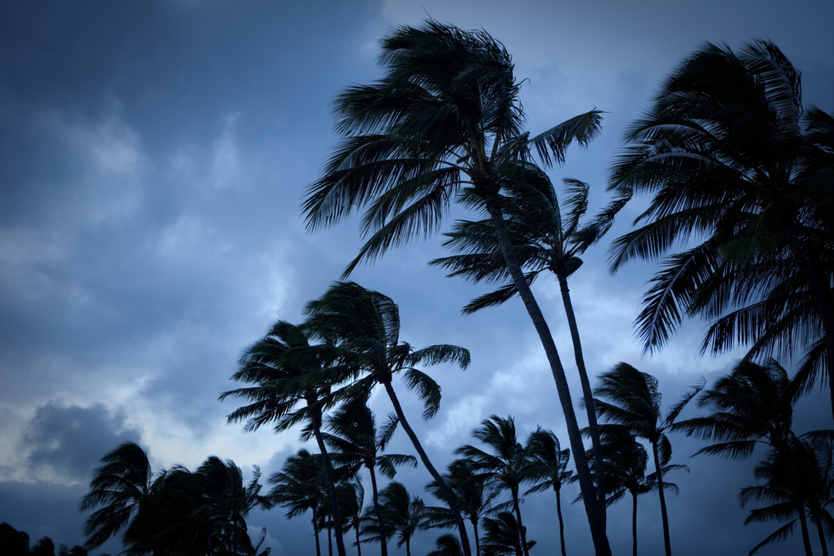 Palm trees blowing in a tropical storm