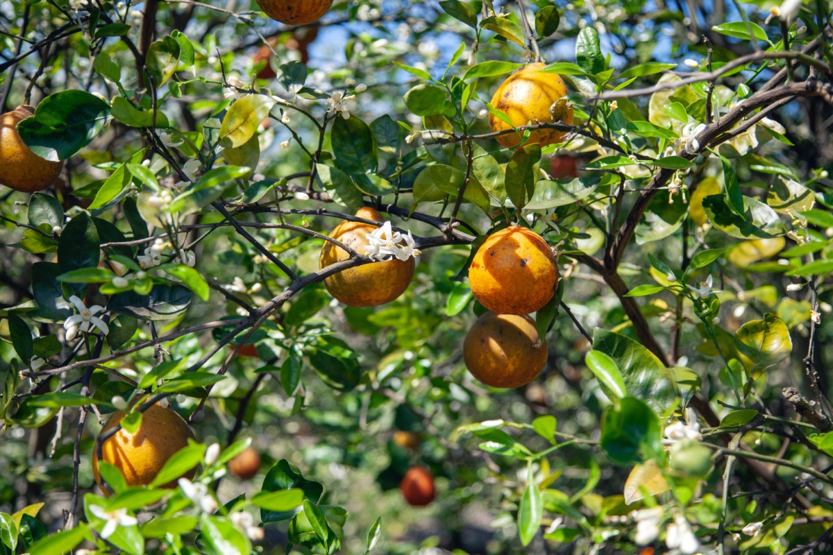 orange trees on a sunny day in florida