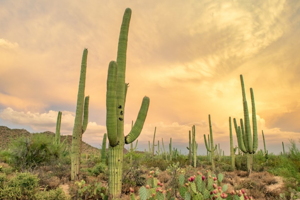 saguaro national park in tucson arizona