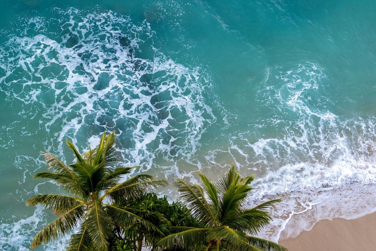 palm trees at waikiki beach