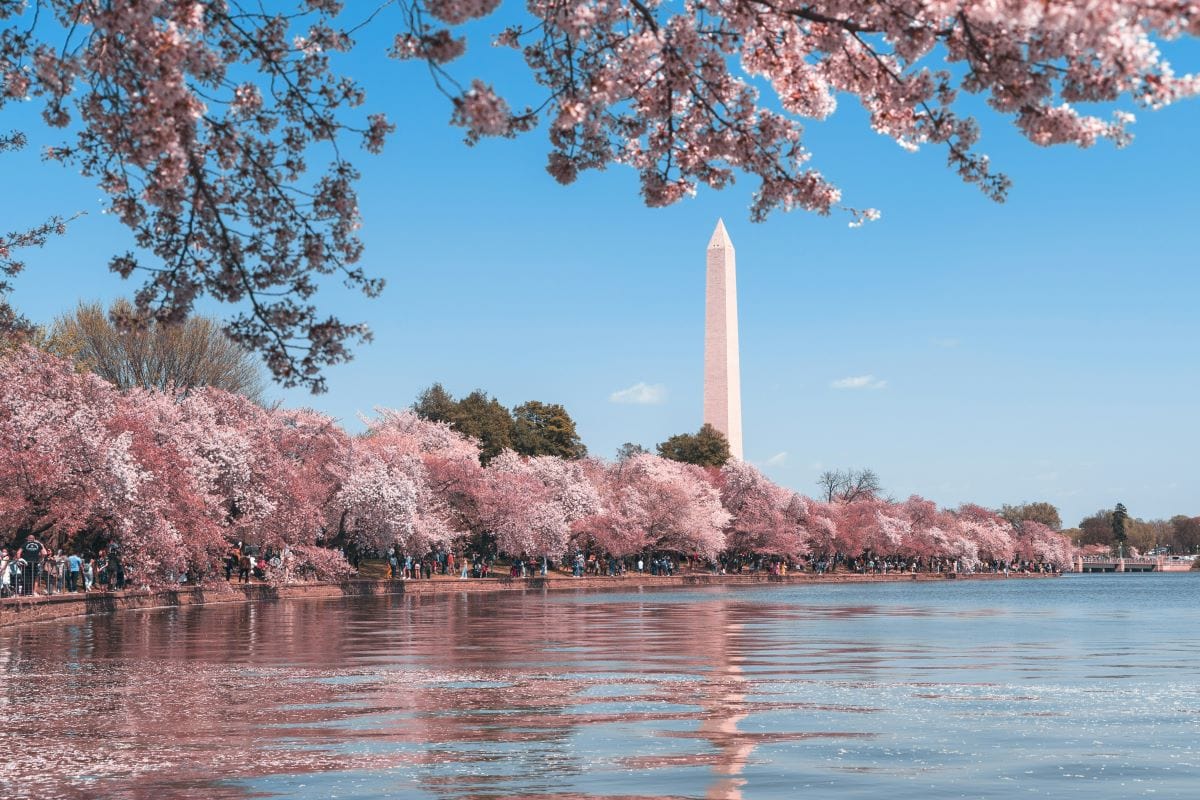 cherry blossoms and the washington monument