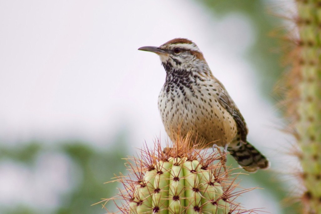 bird at arizona-sonora desert museum in tucson 