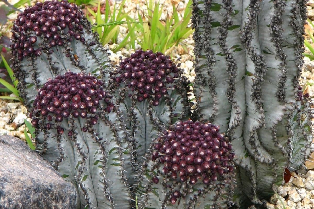 xeriscaped lawn with cacti