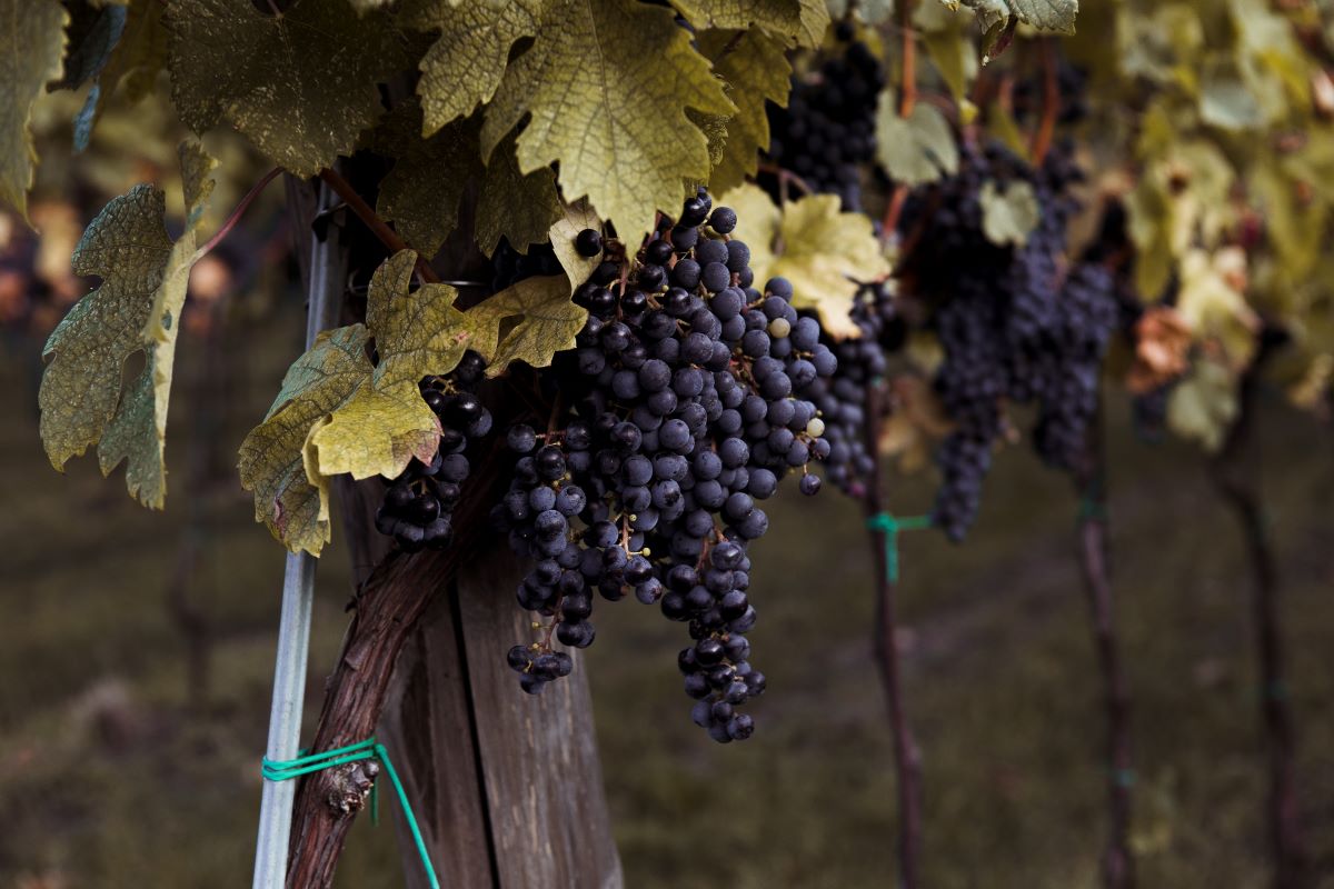 grapes hanging from a vine