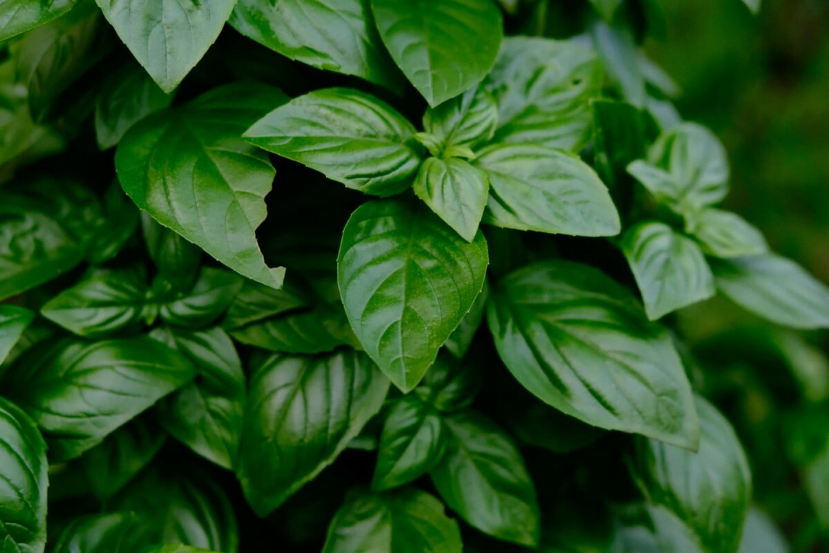 Basil leaves