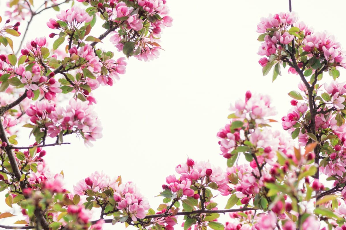 A Japanese tree